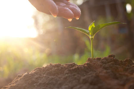 Growing plant,Young plant in the morning light on ground background, New life concept.Small plants on the ground in spring.fresh,seed,Photo fresh and Agriculture concept idea.の写真素材