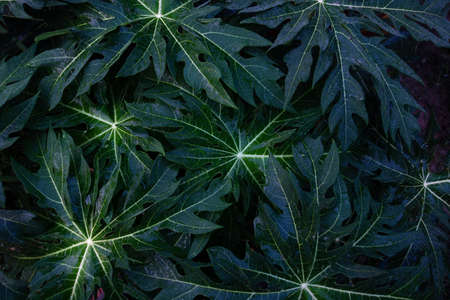 Green leaves background.Green leaves color tone dark  in the morning.Tropical Plant in...