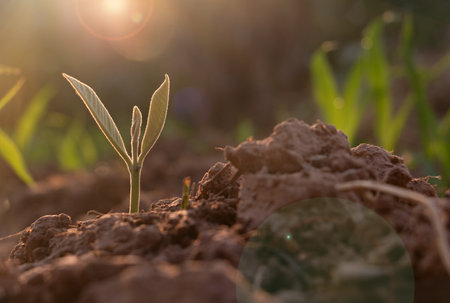 Growing plant,Young plant in the morning light on ground background, New life concept.Small plants on the ground in spring.fresh,seed,Photo fresh and Agriculture concept idea.の写真素材