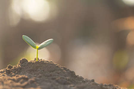 Hand touching is growing plant,Young plant in the morning light on ground background.Small plants on the ground in spring,Photo fresh and Agriculture  concept idea.の写真素材