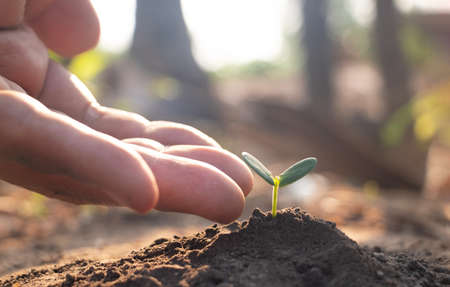 Hand touching is growing plant,Young plant in the morning light on ground background.Small plants on the ground in spring,Photo fresh and Agriculture  concept idea.の写真素材