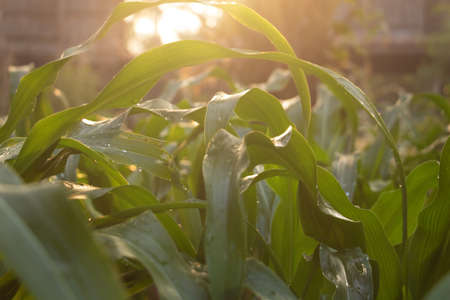 Close up hand and growing plant,Hand with young plant growing in soil on the morning.Small plants on the ground in spring,ecology,nature,Photo fresh and Agriculture  concept idea.の写真素材