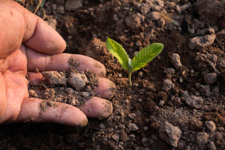 Hand touching is growing plant,Young plant in the morning light on ground background.Small plants on the ground in spring,Photo fresh and Agriculture  concept idea.の写真素材