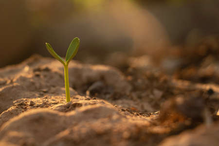 Growing plant,Young plant in the morning light on ground background, New life concept.Small plants on the ground in spring.fresh,seed,Photo fresh and Agriculture concept idea.の写真素材