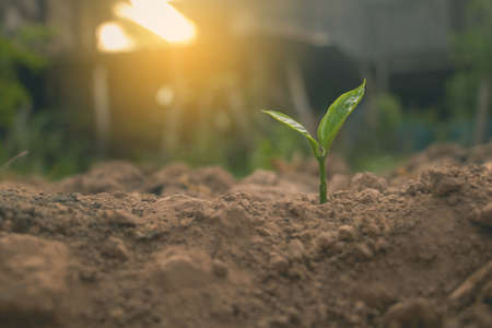 Growing plant,Young plant in the morning light on ground background, New life concept.Small plants on the ground in spring.fresh,seed,Photo fresh and Agriculture concept idea.の写真素材