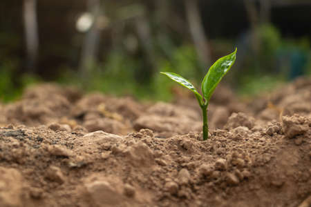 Growing plant,Young plant in the morning light on ground background, New life concept.Small plants on the ground in spring.fresh,seed,Photo fresh and Agriculture concept idea.の写真素材
