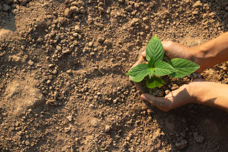 Growing plant,Young plant in the morning light on ground background, New life concept.Small plants on the ground in spring.fresh,seed,Photo fresh and Agriculture concept idea.の写真素材