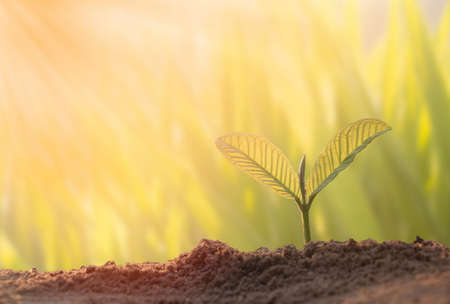 Growing plant,Young plant in the morning light on ground background, New life concept.Small plants on the ground in spring.fresh,seed,Photo fresh and Agriculture concept idea.の写真素材