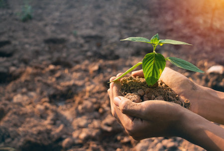 Growing plant,Young plant in the morning light on ground background, New life concept.Small plants on the ground in spring.fresh,seed,Photo fresh and Agriculture concept idea.の写真素材