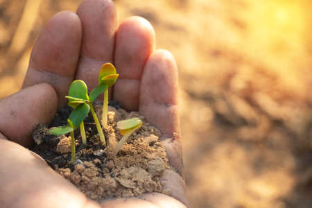 Growing plant,Young plant in the morning light on ground background, New life concept.Small plants on the ground in spring.fresh,seed,Photo fresh and Agriculture concept idea.の写真素材