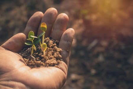 Growing plant,Young plant in the morning light on ground background, New life concept.Small plants on the ground in spring.fresh,seed,Photo fresh and Agriculture concept idea.の写真素材