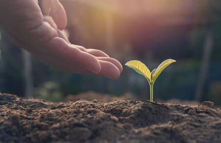 Growing plant,Young plant in the morning light on ground background, New life concept.Small plants on the ground in spring.fresh,seed,Photo fresh and Agriculture concept idea.の写真素材
