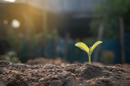 Growing plant,Young plant in the morning light on ground background, New life concept.Small plants on the ground in spring.fresh,seed,Photo fresh and Agriculture concept idea.の写真素材