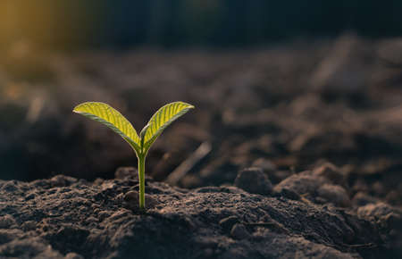 Growing plant,Young plant in the morning light on ground background, New life concept.Small plants on the ground in spring.fresh,seed,Photo fresh and Agriculture concept idea.の写真素材