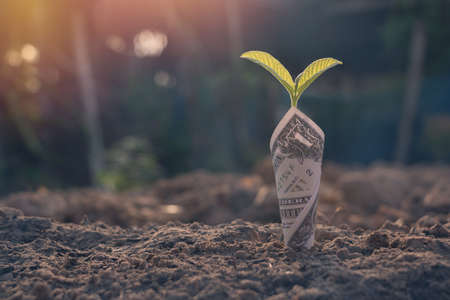 Growing plant,Young plant in the morning light on ground background, New life concept.Small plants...