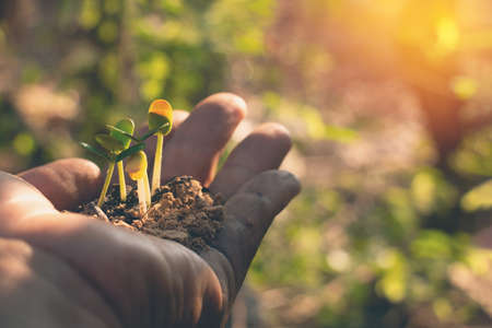 Growing plant,Young plant in the morning light on ground background, New life concept.Small plants on the ground in spring.fresh,seed,Photo fresh and Agriculture concept idea.の写真素材