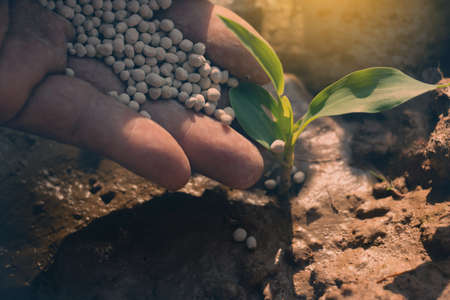 Growing plant,Young plant in the morning light on ground background, New life concept.Small plants on the ground in spring.fresh,seed,Photo fresh and Agriculture concept idea.の写真素材