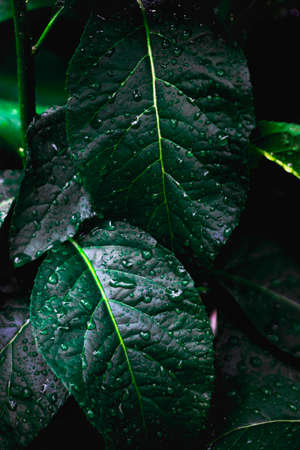 Dew and Green leaves background. Green leaves color dark tone after raining in the morning. Tropical Plant ,environment,fresh,photo concept nature and plant.の写真素材