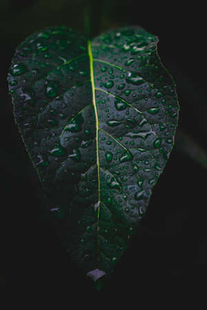 Dew and Green leaves background. Green leaves color dark tone after raining in the morning. Tropical Plant ,environment,fresh,photo concept nature and plant.の写真素材