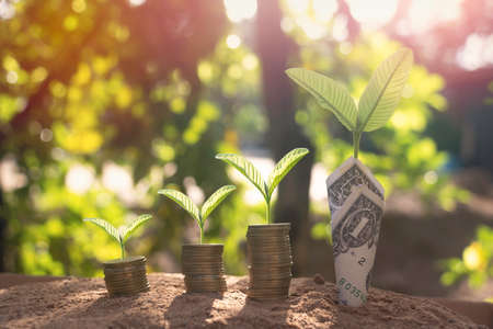 Close-up set dollar with green plant growing on top for business.They are on sun light on soil.saving,growth,investment,financial,photo business and economic concept.の写真素材