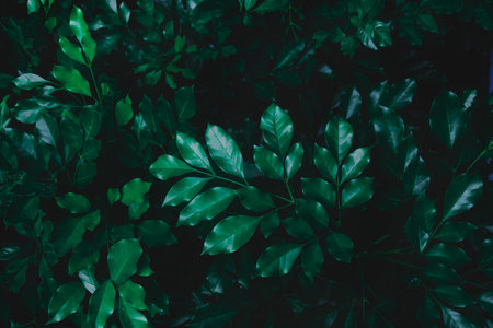Banana green leaf close up background.Textured,abstract background,leaves,fresh green,photo concept nature and plant.の写真素材