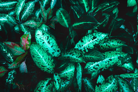 Top view leaf background.Green leaves color tone dark in the morning.Tropical Plant in Thailand,environment,good air.photo concept nature and plant.の写真素材