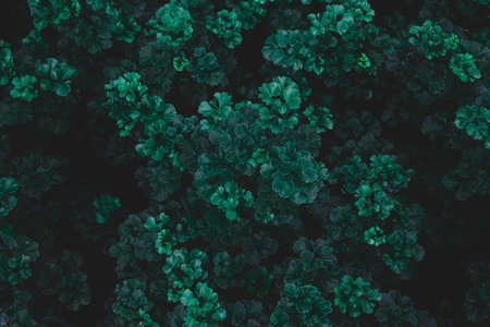 Top view leaf background.Green leaves color tone dark in the morning.Tropical Plant in Thailand,environment,good air.photo concept nature and plant.の写真素材