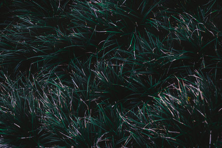 Top view leaf background.Green leaves color tone dark in the morning.Tropical Plant in Thailand,environment,good air.photo concept nature and plant.の写真素材