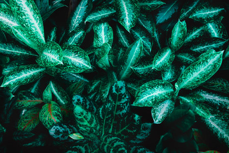 flower and Green leaves background.Green leaves color tone dark  in the morning.Tropical Plant,environment,photo concept nature and plant.の写真素材