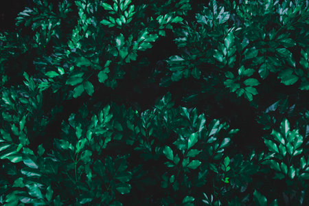 Top view leaf background.Green leaves color tone dark in the morning.Tropical Plant in...