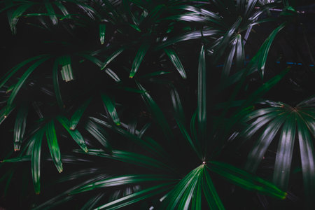 flower and Green leaves background.Green leaves color tone dark  in the morning.Tropical Plant,environment,photo concept nature and plant.の写真素材