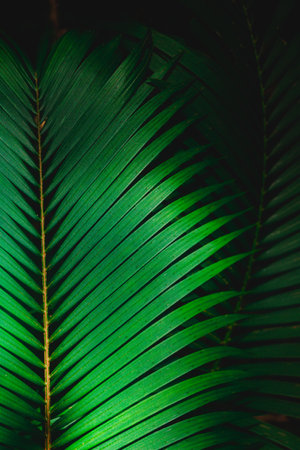 Top view leaf background.Green leaves color tone dark in the morning.Tropical Plant in Thailanad,environment,good air.photo concept nature and plant.の写真素材