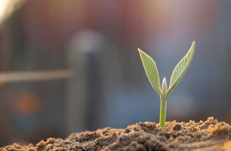 Hand touching is growing plant,Young plant in the morning light on ground background.Small plants on the ground in spring,Photo fresh and Agriculture  concept idea.の写真素材