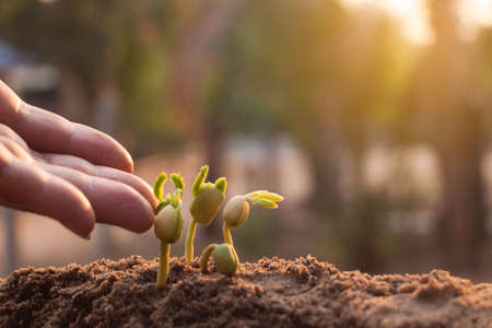 Hand touching is growing plant,Young plant in the morning light on ground background.Small plants on the ground in spring,Photo fresh and Agriculture  concept idea.の写真素材