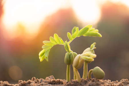 Hand touching is growing plant,Young plant in the morning light on ground background.Small plants on the ground in spring,Photo fresh and Agriculture  concept idea.の写真素材