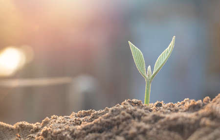 Growing plant,Young plant in the morning light on ground background, New life concept.Small plants on the ground in spring.fresh,seed,Photo fresh and Agriculture concept idea.の写真素材