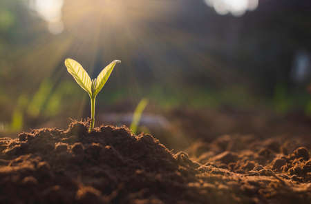 Growing plant,Young plant in the morning light on ground background, New life concept.Small plants on the ground in spring.fresh,seed,Photo fresh and Agriculture concept idea.の写真素材