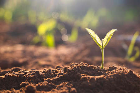 Growing plant,Young plant in the morning light on ground background, New life concept.Small plants...
