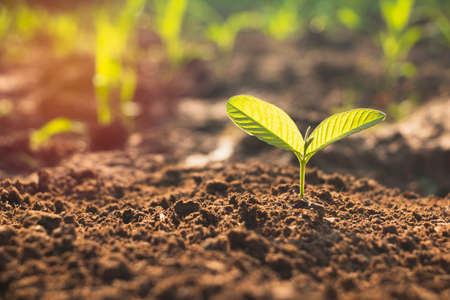 Growing plant,Young plant in the morning light on ground background, New life concept.Small plants on the ground in spring.fresh,seed,Photo fresh and Agriculture concept idea.の写真素材