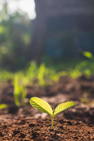 Growing plant,Young plant in the morning light on ground background, New life concept.Small plants on the ground in spring.fresh,seed,Photo fresh and Agriculture concept idea.の写真素材