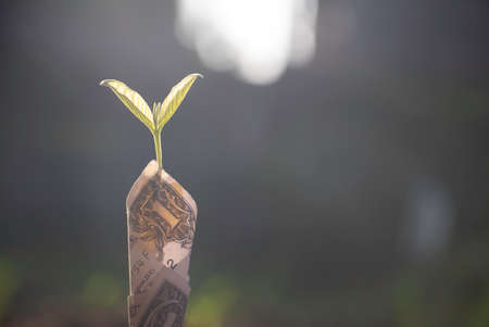 Growing plant,Young plant in the morning light on ground background, New life concept.Small plants on the ground in spring.fresh,seed,Photo fresh and Agriculture concept idea.の写真素材