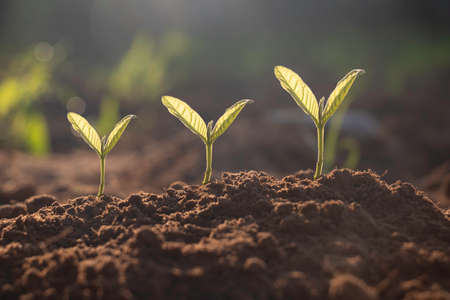 Growing plant,Young plant in the morning light on ground background, New life concept.Small plants on the ground in spring.fresh,seed,Photo fresh and Agriculture concept idea.の写真素材