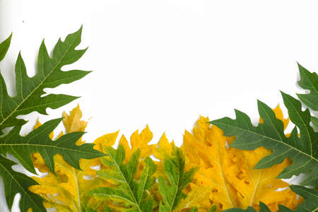 Top view Cannabis leaves of a plant on a dark background.Green leaves color tone dark in the morning. Cannabis Texture,environment, Marijuana Leaf.photo concept fresh and cannabis plant growing.の写真素材
