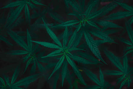 Top view Cannabis leaves of a plant on a dark background.Green leaves color tone dark in the morning. Cannabis Texture,environment, Marijuana Leaf.photo concept fresh and cannabis plant growing.の写真素材