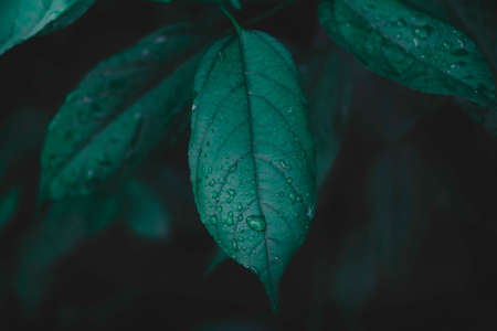 Top view Cannabis leaves of a plant on a dark background.Green leaves color tone dark in the morning. Cannabis Texture,environment, Marijuana Leaf.photo concept fresh and cannabis plant growing.の写真素材