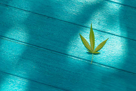 Top view Cannabis leaves of a plant on a dark background.Green leaves color tone dark in the morning. Cannabis Texture,environment, Marijuana Leaf.photo concept fresh and cannabis plant growing.の写真素材