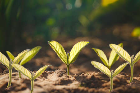 Growing plant,Young plant in the morning light on ground background, New life concept.Small plants on the ground in spring.fresh,seed,Photo fresh and Agriculture  concept idea.の写真素材
