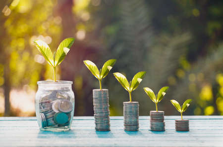 Hand touching is growing plant,Young plant in the morning light on ground background.Small plants on the ground in spring,Photo fresh and Agriculture  concept idea.の写真素材