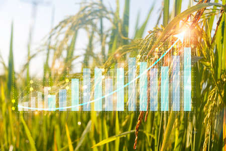 Financial stock market graph on rice field background. Investment and trading concept.の写真素材
