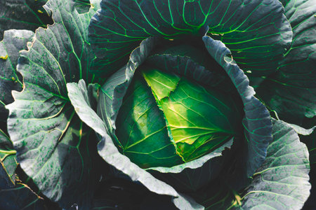Fresh green cabbage in the vegetable garden. Close-up view.の写真素材